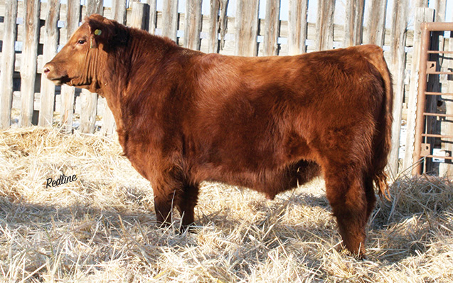 RED REDLINE MOONSHINE 38E