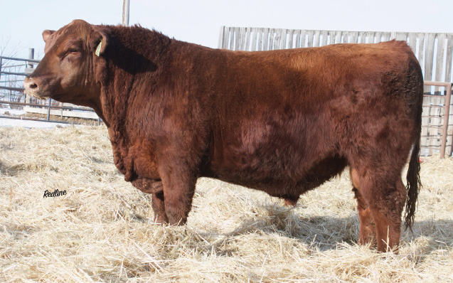 RED REDLINE LOVELESS 39D