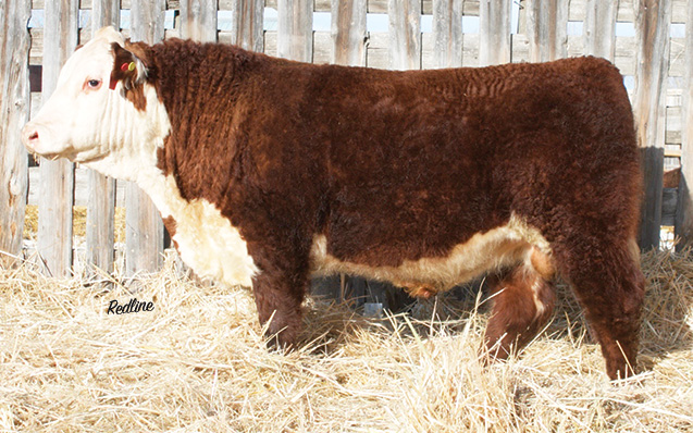 REDLINE BEEF 4E