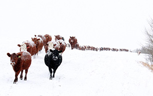 Commercial Herd
