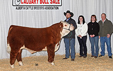 Son, Sold at Calgary Bull Sale