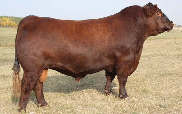 Red DMM Glesbar Barndance 35X