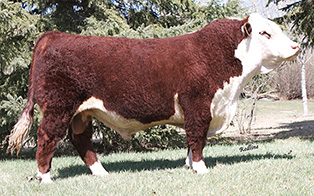 SQUARE-D MR BEEF 465A