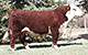 SQUARE-D MR BEEF 465A
